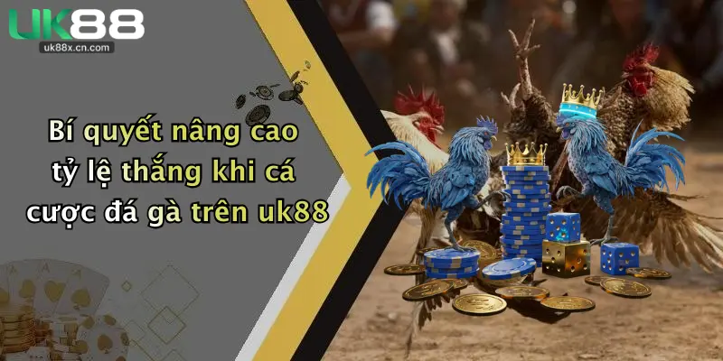 Bí quyết nâng cao tỷ lệ thắng khi cá cược đá gà trên uk88